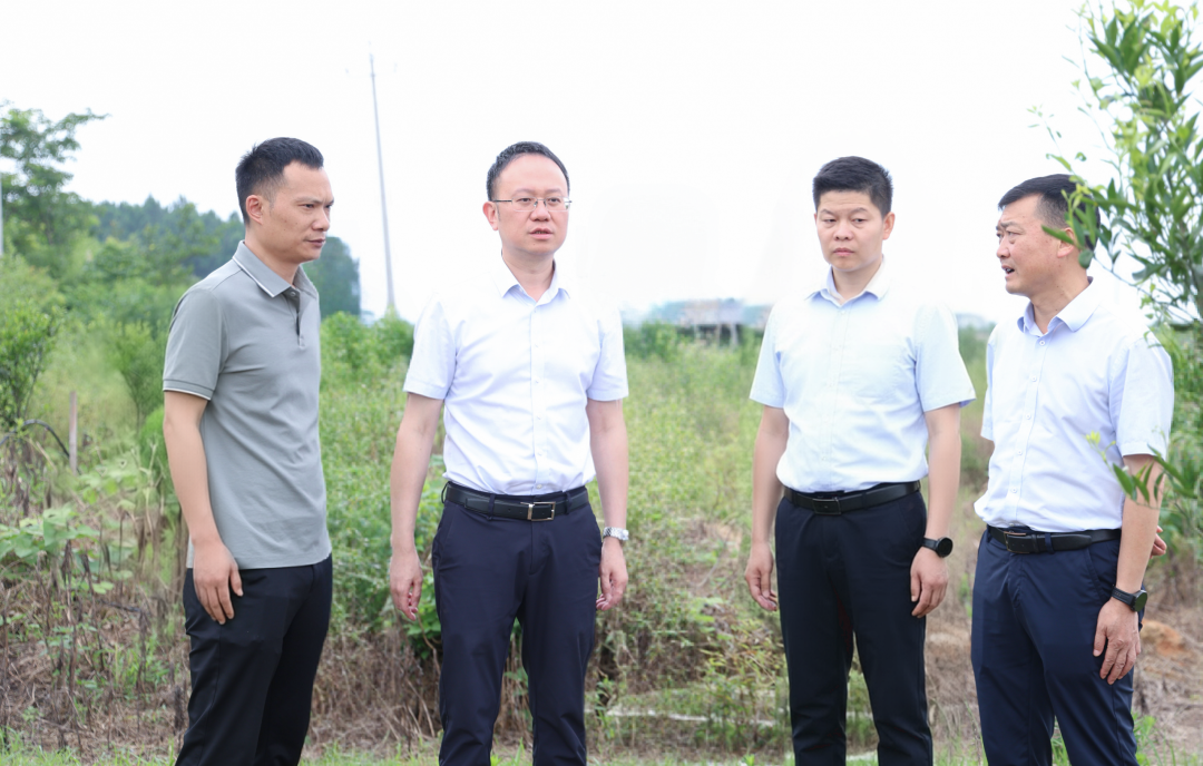 彭子晟调研督导学习教育查摆问题整改情况及乡村振兴工作